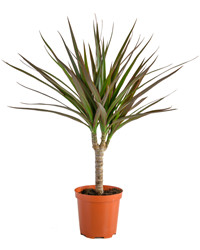 Dracaena plant in a pot